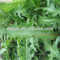 Taraxacum mongolicum Extract powder